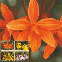 Orchidee Gatunki Zagrożone
