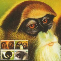 Małpy Lemur Koczkodan Gibbon