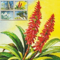 Dracena Śnieżyczka Aloes