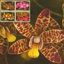 Orchidee Gatunki Zagrożone