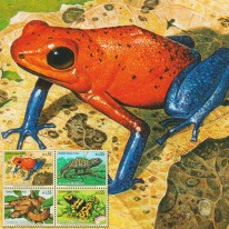 Żaby Kameleon Wąż Boa