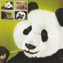 Panda Kameleon Ocelot