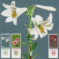 Kwiaty Tulipan Malwa Lilia