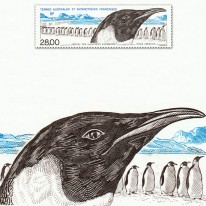 Pingwin Cesarski Migracja