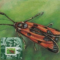 Motyl Kraśnik
