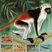 Żółw Krokodyl Małpa WWF
