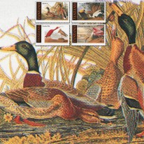 Ptaki Kaczki Audubon