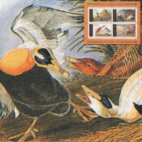 Ptaki Kaczki Audubon