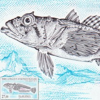 Ryba Harpagifer Spinosus