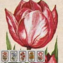 Kwiaty Tulipan Lilia Irys