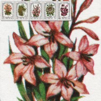 Kwiaty Tytoń Mimoza Gladiola