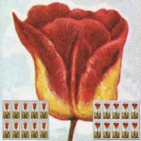 Kwiaty Tulipan