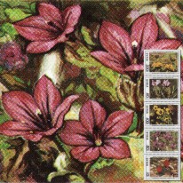 Kwiaty Tulipany