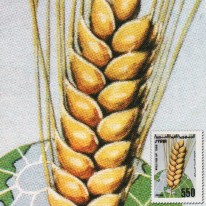 Kłos Zboża