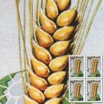 Kłos Zboża