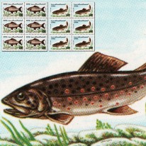 Ryby Karp Pstrąg