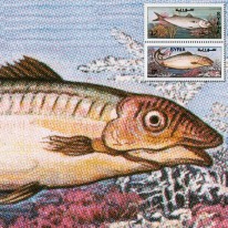Ryby Cefal Ostrobok
