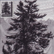 Drzewo Świerk